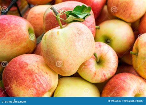Freshly Picked Organic Gala Apples Stock Image Image Of Nutritious