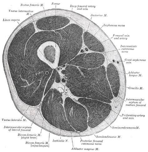 Learn about the anatomy of the hamstrings, the group of muscles at the back of the upper leg, plus table of contents. Femur - wikidoc
