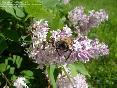If you are trying to restrict the bush's size, scale it back appropriately. PlantFiles Pictures: Manchurian Lilac 'Miss Kim' (Syringa ...
