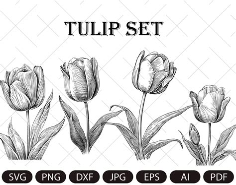 Tulpe Set SVG Blume Vektor Zeichnung Cricut Silhouette Art Clipart
