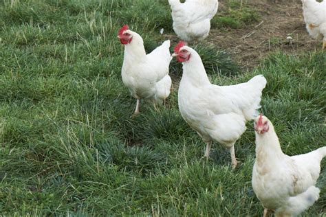 Free Range Sasso Chickens At Daylesford Farm Food Awards Organic Recipes Daylesford