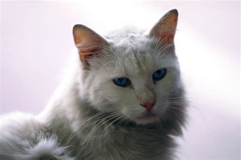 Some cats with liver cancer demonstrate obvious clinical signs of liver dysfunction, which can range from mild to severe. Mouth Cancer in Cats | eHow UK
