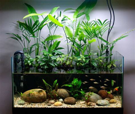 This is one reason that many novices add too many fish to their new tanks and then suffer from heavy losses. The 25 Best 10 Gallon Fish Tank Ideas On Pinterest 1 ...