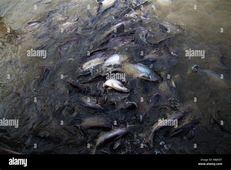 Tons Of Fish At The Surface Of The Water Stock Photo Alamy