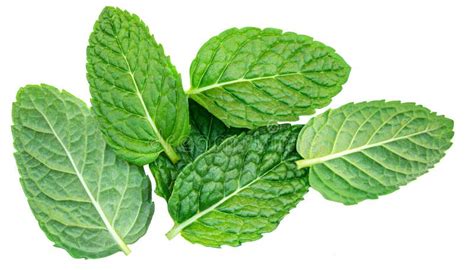 Fresh Mint Leaves Isolated On White Background Top View Close Up Of