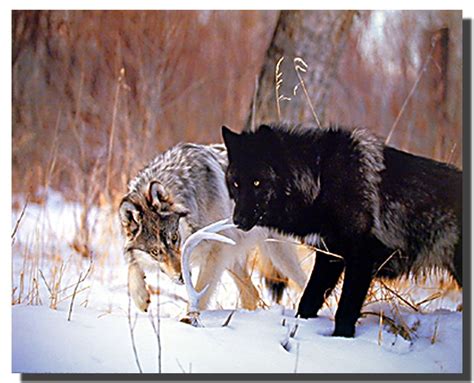 Wolf Pair Art Prints Animal Posters Wolf Posters