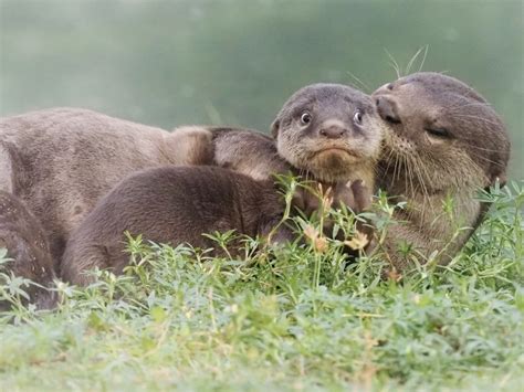 21 Of The Funniest Photos From The Comedy Wildlife Awards