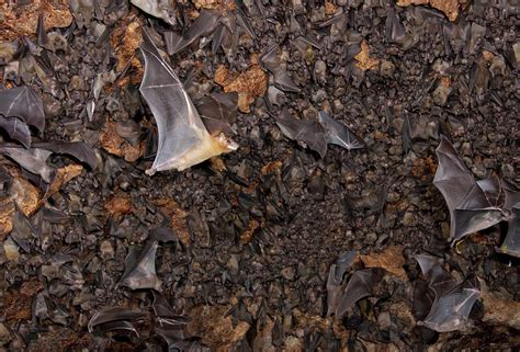 Colony Of Egyptian Fruit Bats Photograph By Ivan Kuzmin Fine Art America