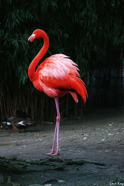 Red Flamingo Photography Nature Petsandanimals Animals Found This