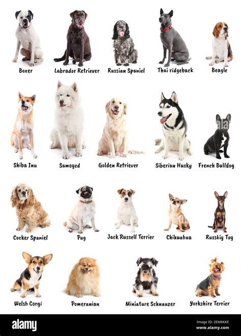 Diferentes Razas De Perros Sobre Fondo Blanco Fotografía De Stock Alamy