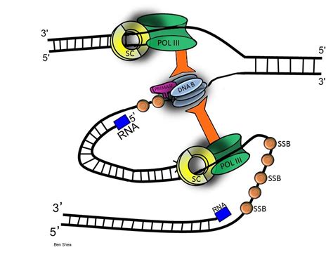 prokaryotic replication fork e coli replisome in action … flickr