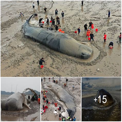after 26 hour rescue mission a giant sperm whale survives to swim another day rednews