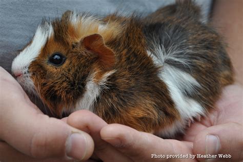 Wig the guinea pig running round the living room and and jumping on couches like he owns the place. You Eat...What...?! - HEART Village - Sustainability Training in Central Florida