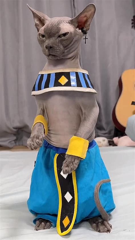 Who Am I In Dragon Ball Video Cute Cat Costumes Cute Cats And