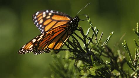 Monarch Butterfly Numbers Rising Skyward Newshub