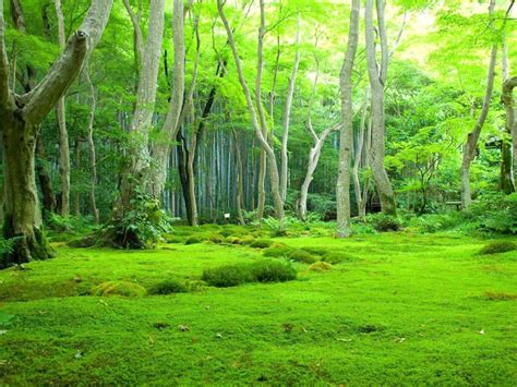 Greenery Beautiful Scenery Green Trees Background Forest Nature Scenery