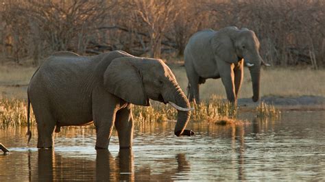 When Is The Best Time To Visit Botswana Jacada Travel