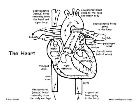 Download or print this amazing coloring page: Human Muscle Coloring Pages at GetColorings.com | Free ...