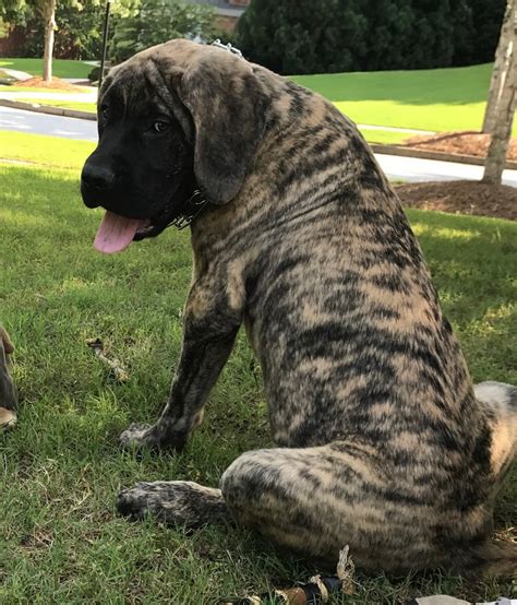 English Mastiff Puppies For Sale Atlanta Ga 221444