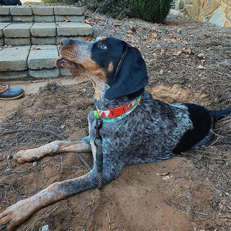 15 Reasons Why Coonhounds Are The Best Dogs Ever Page 5 Of 5 Pettime