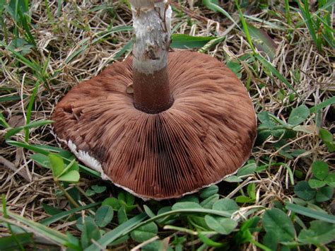 Agaricus Porphyrocephalus Var Pallidus At Indiana Mushrooms