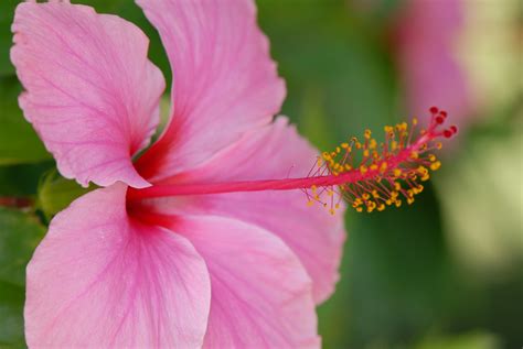 Hibiscus Rosa Sinensis L Hibiscus Bda 32° 20 N X 64°4 Flickr