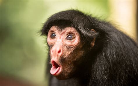 1920x1080 Grass Pose Chimpanzee Tongue Funny Primate Monkey