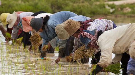 Waarom wordt rijst onder water verbouwd