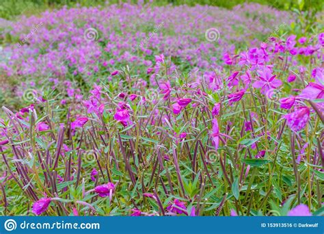 Beautiful Pink Blooming Flowers In Alaska Stock Photo Image Of State