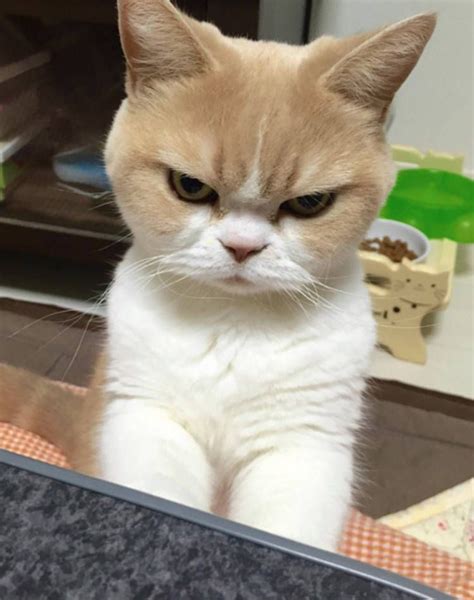 Gato gesto cara enfadada | Perros y gatos tiernos, Gatos, Gatos bonitos