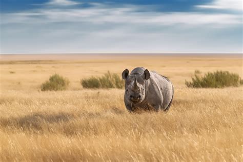 black rhino stands in savannah wildlife photography prints for sale