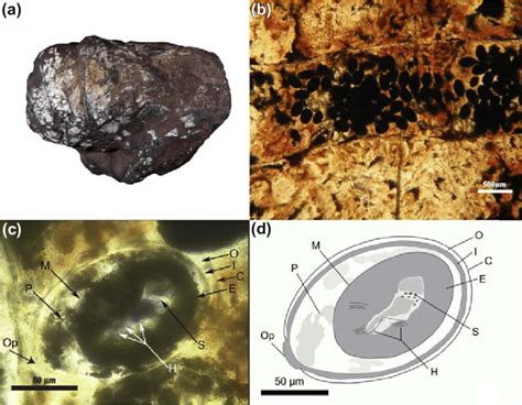 Fossil Evidence For The Presence Of Derived Parasitic Flatworms