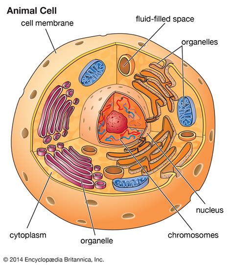 Name 6 types of animal cells. Animal Cell and Its Analogy to a Restaurant X