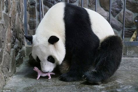 Welcome To The World Heart Melting Pictures Show A Baby Panda At