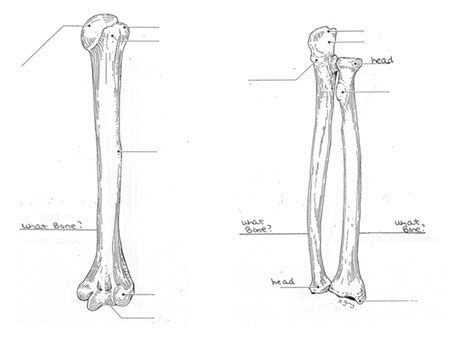 Upper Limb Bone Markings Diagram Quizlet