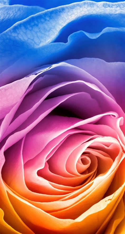 A rose wallpaper is a beautiful way to decorate your computer desktop. Iphone 6s Rose Gold Wallpaper | Màu sắc, Hình nền điện thoại