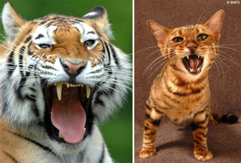 The toyger is a domestic breed that has been developed to resemble a toy tiger. The Toyger Cat | HubPages