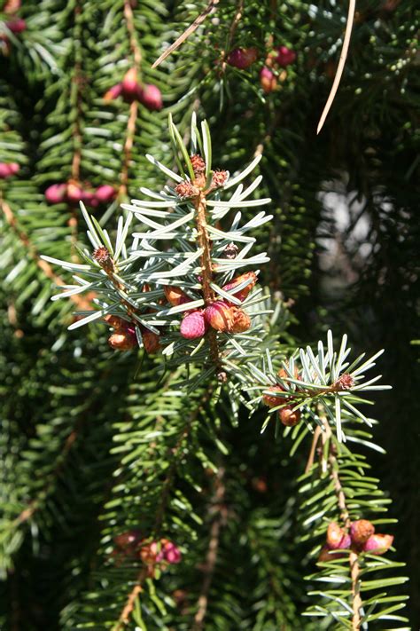 Picea Omorika ~ Serbian Spruce ~ Christmas Tree Conifer Bonsai ~ Rare