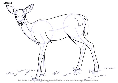 Learn To Draw Deer Drawing Easy Deer Drawing Animal Drawings