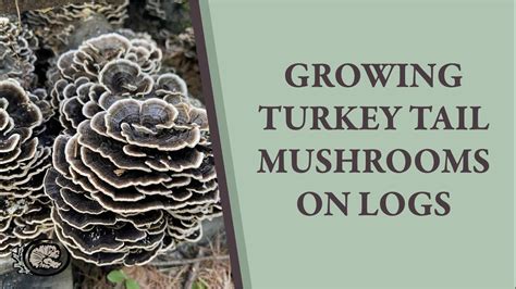growing turkey tail mushrooms on logs youtube