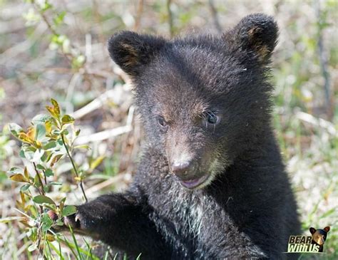 Pin By Eugene Eddy On Animals Of All Kinds 🐈 Black Bear Animals Bear