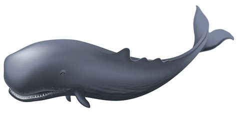 Blue Whale Png Clipart Png Mart