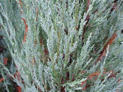 Ienupar Juniperus Virginiana Skyrocket Magazin De Plante