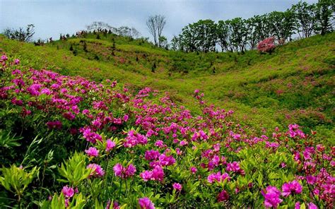 Summer Mountain Meadow With Pink Flowers And Green Grass