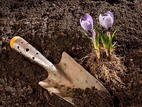 Sclerotia overwinter in soil and reproduce in mild, wet weather. Tips To Remove Mold From Garden Soil - Boldsky.com