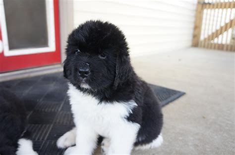 Newfoundland Dog Puppies For Sale Allentown Pa 129399