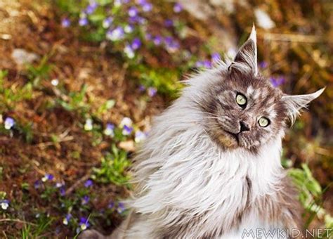 Pin on Beautiful Maine Coon Cats