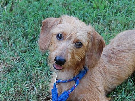 10 Tips To Take Care Wirehaired Dachshund