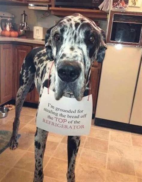 18 Doofy Dogs Who Are Just Begging To Be Shamed In 2020 Dane Dog