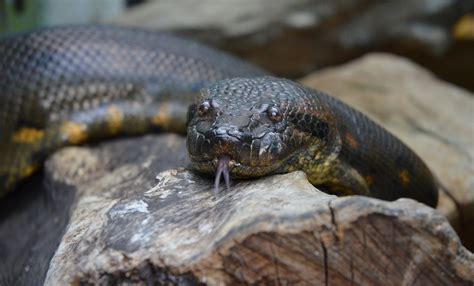 Amazon Anaconda Lopezquad